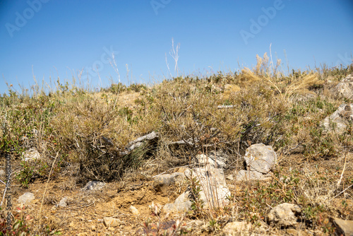 dry grass in the field