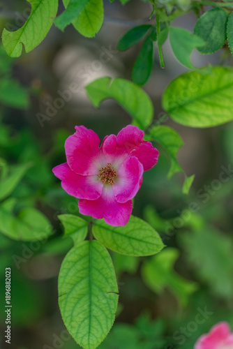 pink rose flower