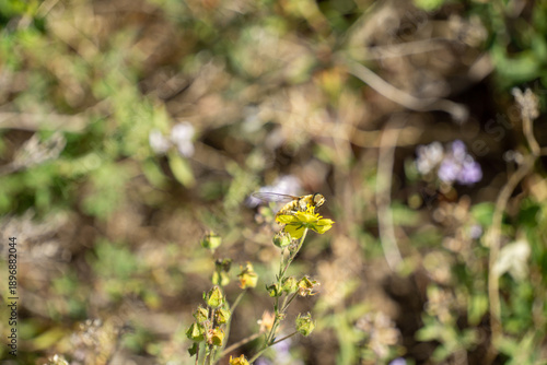 blue dragonfly on a flower