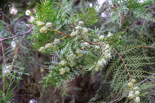 close up of pine cones