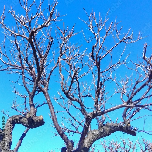 花芽を付け始めた白梅の木と早春の青空