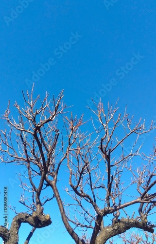 花芽を付け始めた白梅の木と早春の青空