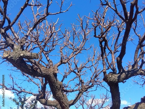 Wallpaper Mural 花芽を付け始めた白梅の木と早春の青空 Torontodigital.ca