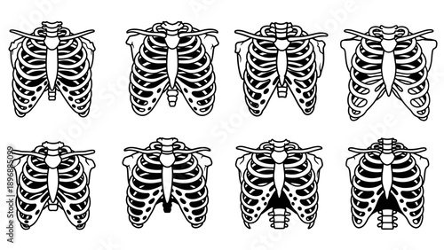 Collection of Human Rib Cage Anatomical Illustrations.