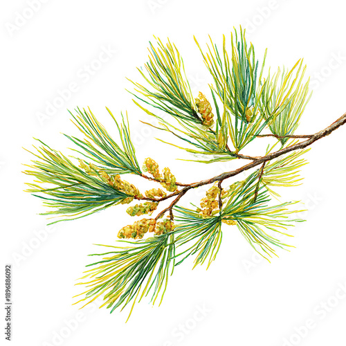 Pine branch watercolor isolated illustration png 