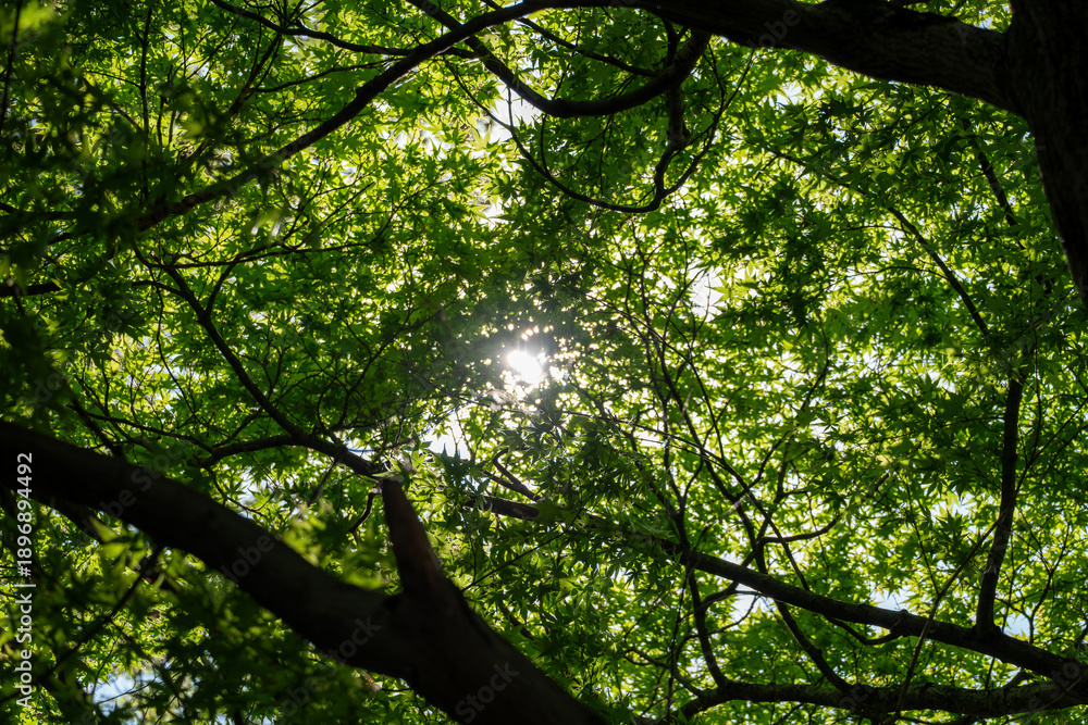 Obraz premium 緑の葉を通す陽光