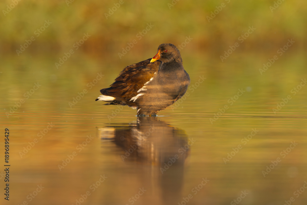 Fototapeta premium Common Moorhen - Gallinula chloropus wading in the golden waters of Khawr Ad Dahariz Reserve, Salalah, Oman, featuring its dark plumage, red frontal shield, and yellow-tipped bill.