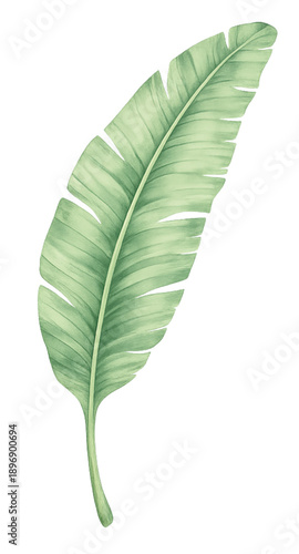 Banana Leaf Isolated on Transparent Background