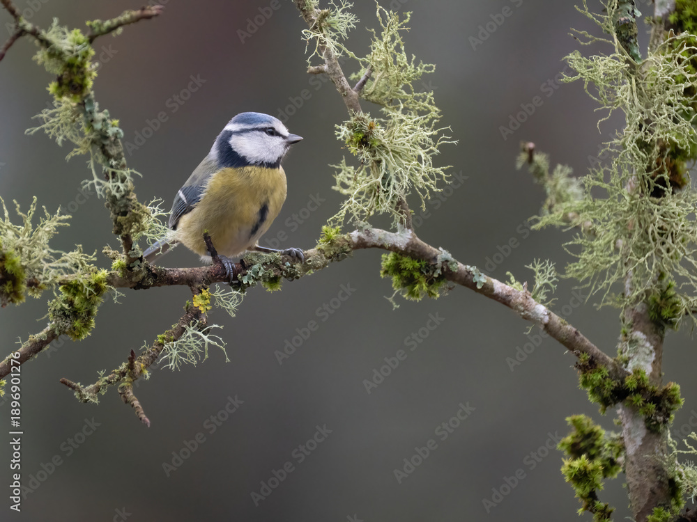 Obraz premium Blaumeise, Cyanistes caeruleus