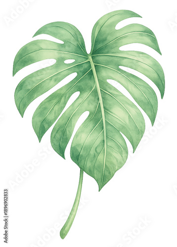 Philodendron Leaf Isolated on Transparent Background
