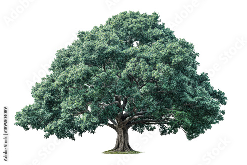 Large tree with broad canopy and thick trunk stands against a light background, showcasing its detailed leaves and structure
