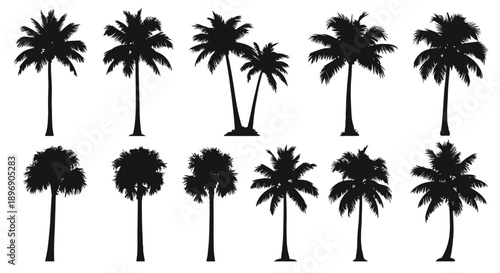 Collection of diverse tropical palm tree silhouettes on white background, vector art
