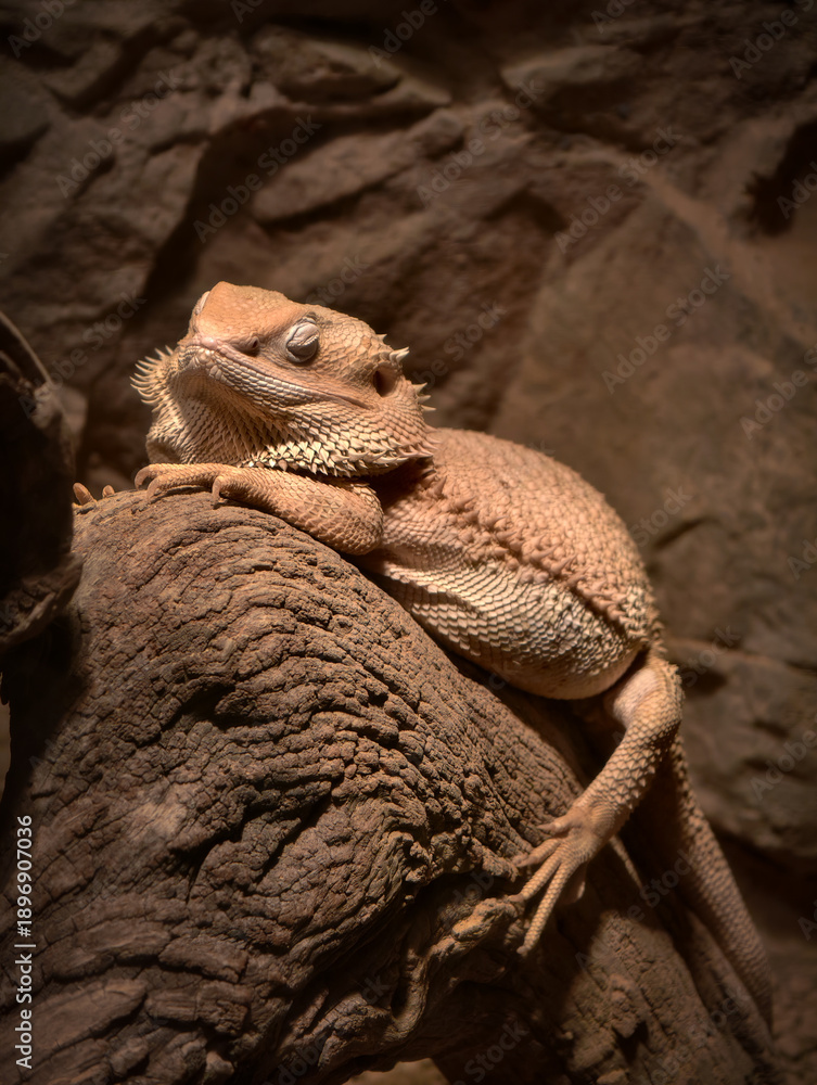 Obraz premium Bearded dragon lizard sleeping