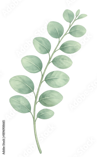 Eucalyptus Leaf Isolated on Transparent Background