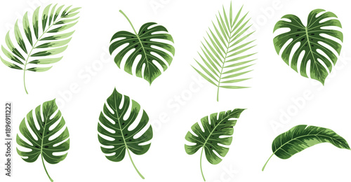 Variety of large green leaves on white background natural foliage