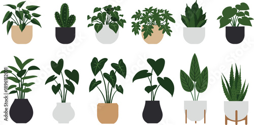 Variety of houseplants in different pots on white background