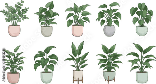 Collection of various houseplants in decorative pots on white background