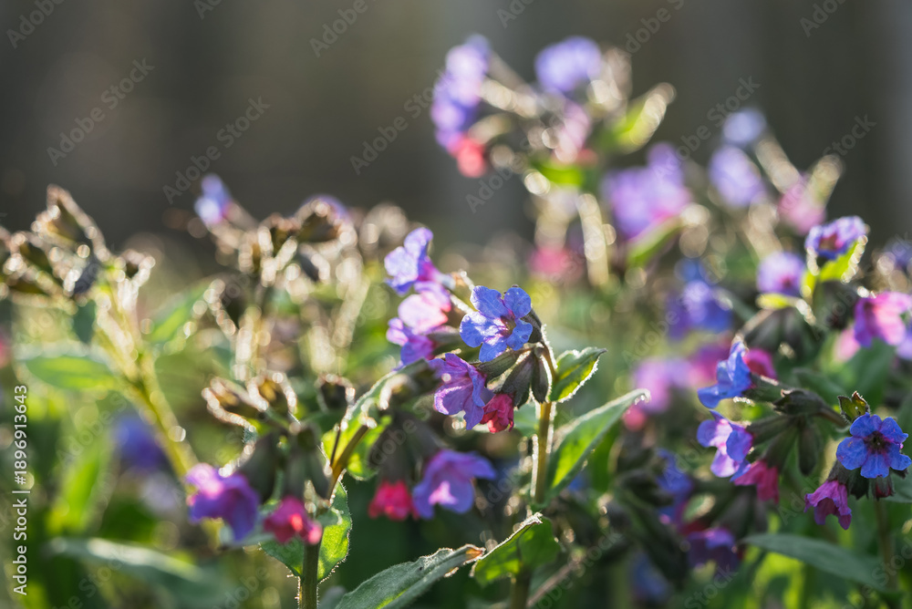 Fototapeta premium Blooming pulmonaria flowers fill a spring garden with vibrant purple and blue petals, soaking up warm sunlight and creating a stunning display of natural beauty