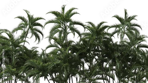Palm tree at a white background. Natural background.