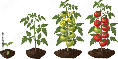 Tomato plant growth stages illustration, seedling to ripe fruit cycle, gardening agriculture infographic, vegetable farming process, vector educational design diagram