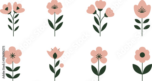 Six blossoming pink flowers with dark green leaves on white background