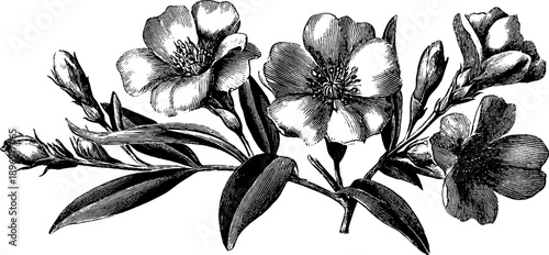 Vintage botanical floral cartouche design for decorative plaques or labels