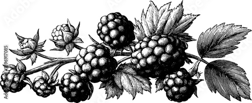 Ornate botanical frame with floral embellishments for design and decoration