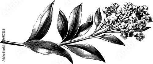 Vintage botanical silhouette crest design for decorative use