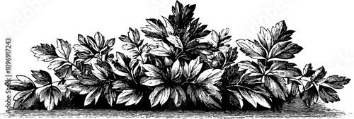 Vintage botanical crest silhouette for decorative design and print usage