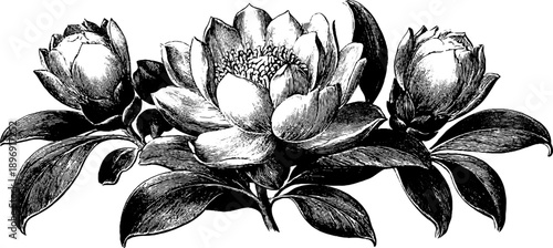 Vintage botanical crest silhouette with decorative floral engraving design for cards