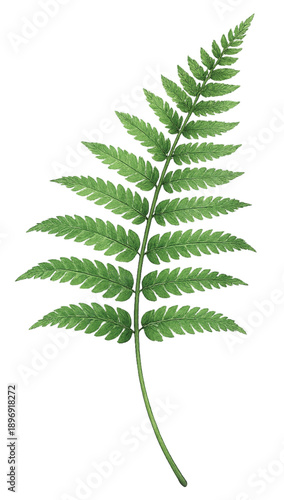 Dark Green Watercolor Fern Leaf Isolated on Transparent Background