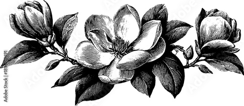 Vintage botanical frieze segment with decorative floral engraving for design