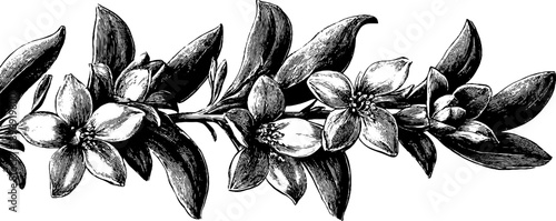 Vintage botanical frieze segment with intricate floral motif for design and decoration