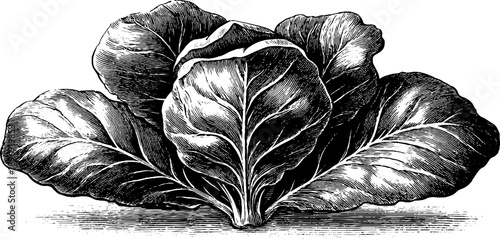 Vintage botanical engraving of decorative frieze segment with leafy design