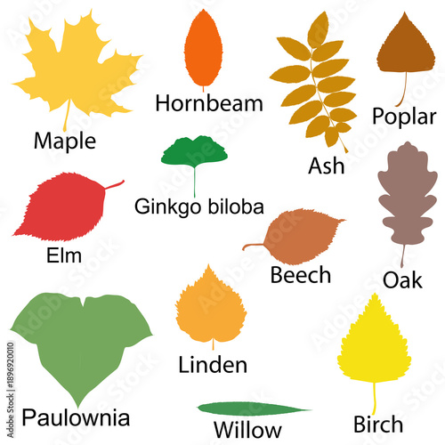 Colorful silhouette of diverse leaf shapes and types