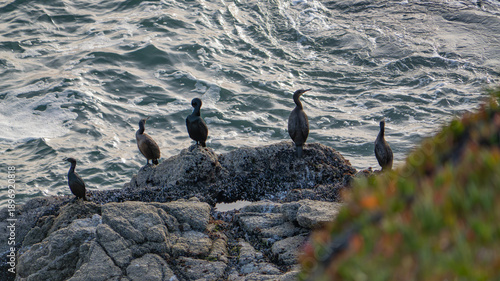 Cormorants Perch on a Barnacle Rock Along the California Coastline
