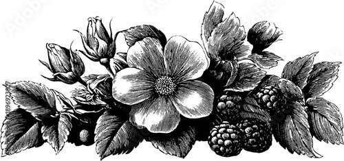 Ornate heraldic botanical engraving design for decorative panels