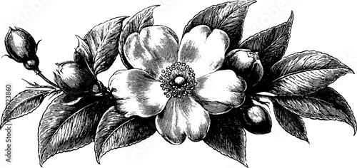 Vintage botanical heraldic plaque with blank decorative design for engraving and etching