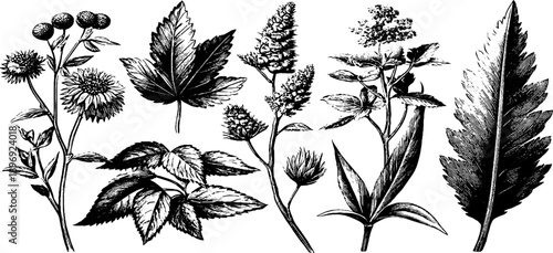 Decorative heraldic plaque with vintage botanical engraving for design