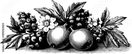 Vintage botanical engraving of decorative heraldic plaque with floral elements