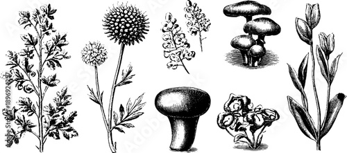 Vintage botanical decorative objects: hand-drawn floral sketches for museum catalogue design