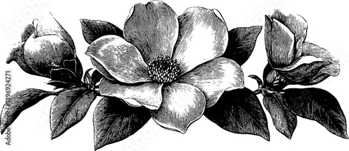 Vintage botanical decorative object sketch for museum catalogue design