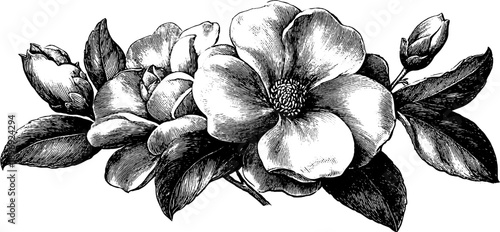 Vintage botanical decorative object in museum catalogue style