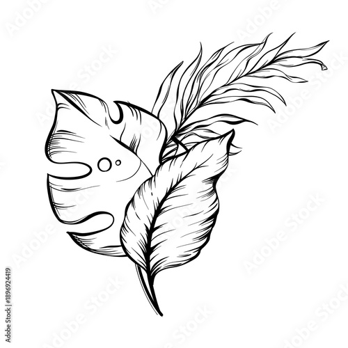 Graphic illustration of tropical leaves in black and white
