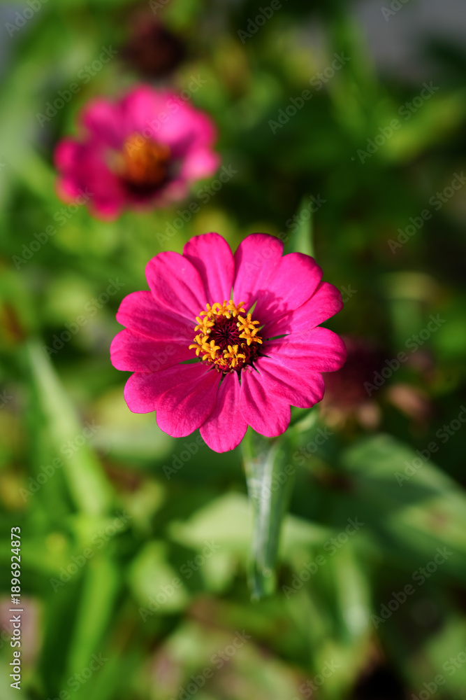 Obraz premium Vibrant pink zinnia flowers blooming in a garden, captured in natural sunlight with soft green background. Colorful summer blossoms ideal for nature, gardening, growth, and floral background concepts.