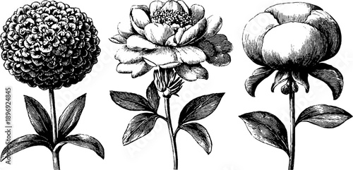 Vintage botanical floral illustrations for decorative design and museum catalogue