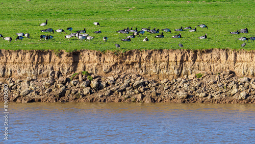 Tablou pe pânză Barnacle geese resting on eroding riverbank with water below