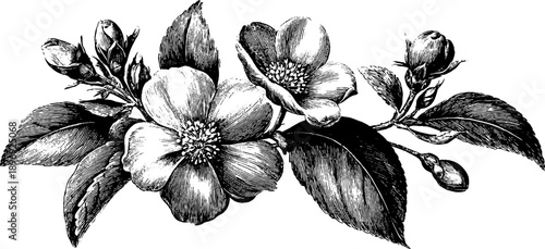 Vintage botanical decorative ribbon strip with engraved floral elements for design use