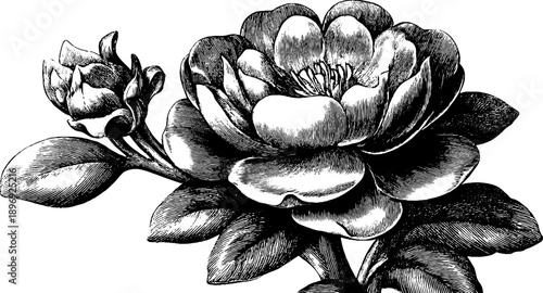 Vintage botanical rosette carved ornament for decorative design and artistic engraving projects