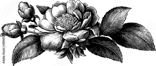 Vintage botanical rosette ornament design for decorative projects